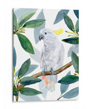 Cockatoo Perca Ii - Jacob Green | Cuadro decorativo de Canvas Lab