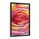 Acercamiento rosa | Cuadro decorativo de Canvas Lab