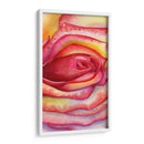 Acercamiento rosa | Cuadro decorativo de Canvas Lab