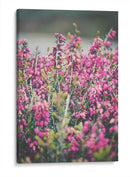 Hallazgo en el parque | Cuadro decorativo de Canvas Lab