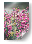 Hallazgo en el parque | Cuadro decorativo de Canvas Lab