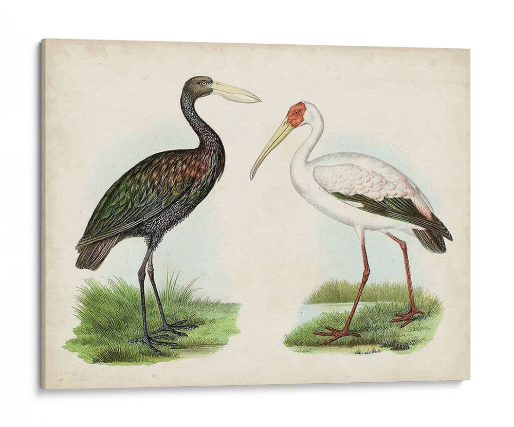 Antiguos Aves Acuáticas I | Cuadro decorativo de Canvas Lab