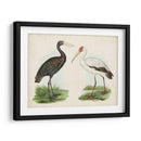 Antiguos Aves Acuáticas I | Cuadro decorativo de Canvas Lab