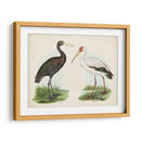 Antiguos Aves Acuáticas I | Cuadro decorativo de Canvas Lab