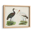 Antiguos Aves Acuáticas I | Cuadro decorativo de Canvas Lab