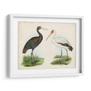 Antiguos Aves Acuáticas I | Cuadro decorativo de Canvas Lab