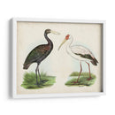 Antiguos Aves Acuáticas I | Cuadro decorativo de Canvas Lab