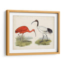 Antiguas Aves Acuáticas Ii | Cuadro decorativo de Canvas Lab