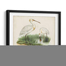 Antiguos Aves Acuáticas Iii | Cuadro decorativo de Canvas Lab