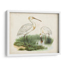 Antiguos Aves Acuáticas Iii | Cuadro decorativo de Canvas Lab