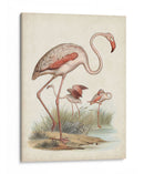 Antiguas Aves Acuáticas Iv | Cuadro decorativo de Canvas Lab