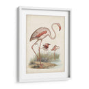 Antiguas Aves Acuáticas Iv | Cuadro decorativo de Canvas Lab