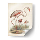 Antiguas Aves Acuáticas Iv | Cuadro decorativo de Canvas Lab