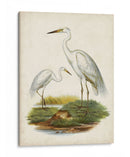 Antiguas Aves Acuáticas V | Cuadro decorativo de Canvas Lab