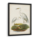 Antiguas Aves Acuáticas V | Cuadro decorativo de Canvas Lab