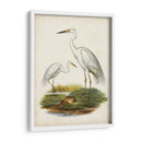 Antiguas Aves Acuáticas V | Cuadro decorativo de Canvas Lab