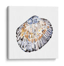 Conchas Simples Iv - Gerard Paul Deshayes | Cuadro decorativo de Canvas Lab