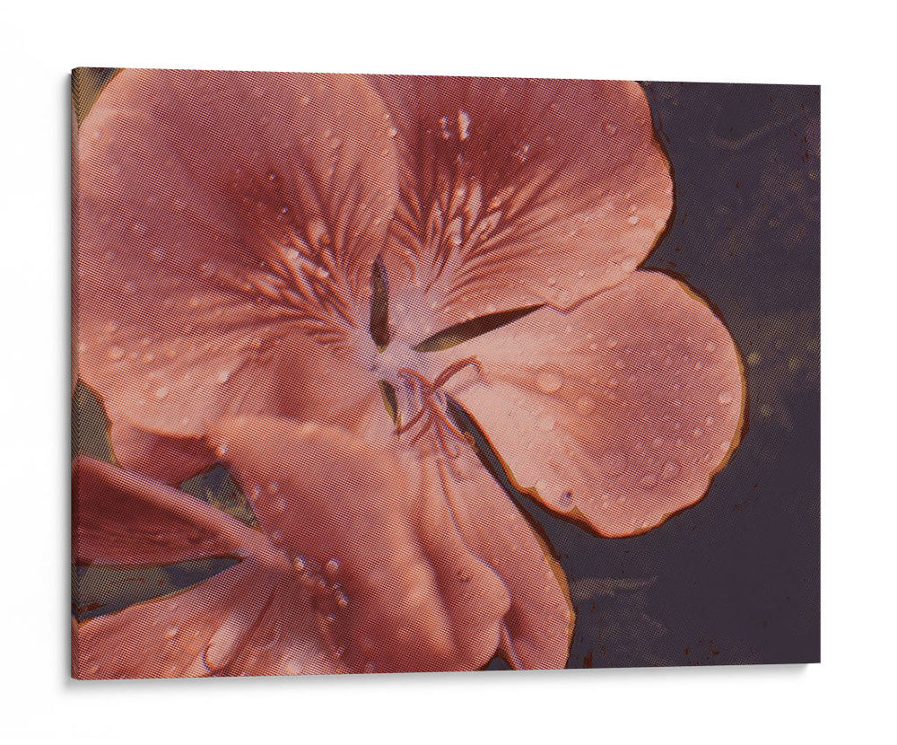 Geranios De Jardín I - W. Rutledge | Cuadro decorativo de Canvas Lab