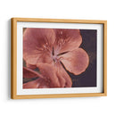 Geranios De Jardín I - W. Rutledge | Cuadro decorativo de Canvas Lab