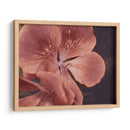 Geranios De Jardín I - W. Rutledge | Cuadro decorativo de Canvas Lab