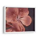 Geranios De Jardín I - W. Rutledge | Cuadro decorativo de Canvas Lab