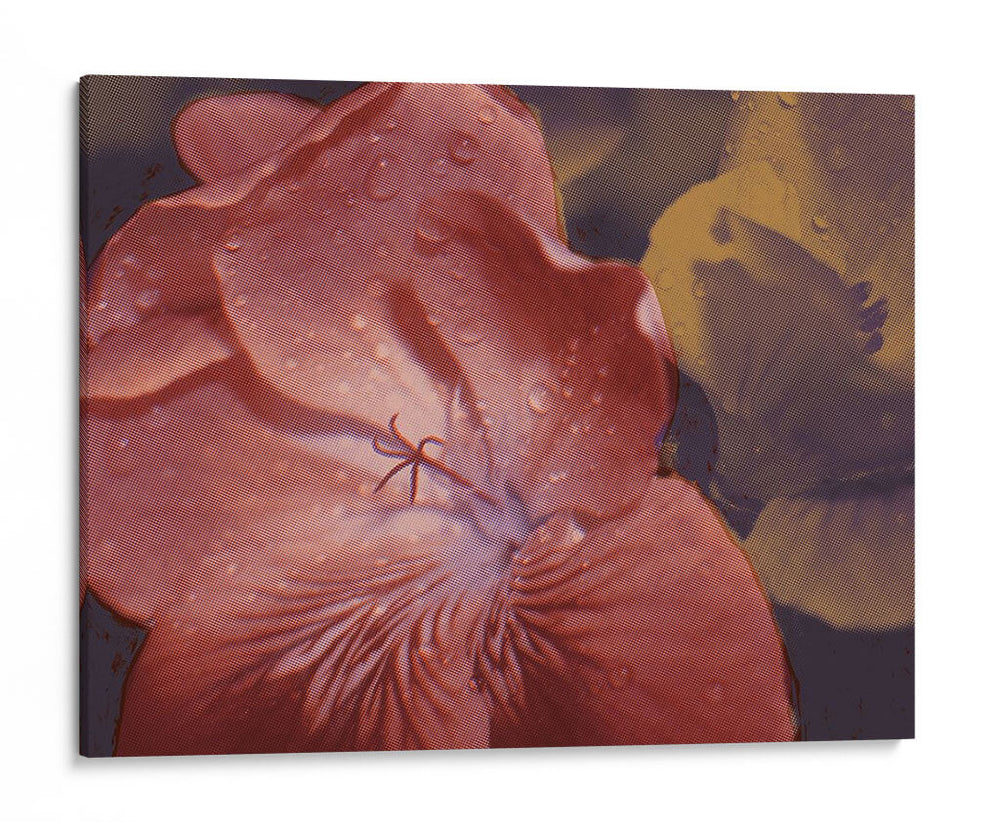 Geraniums De Jardín Ii - W. Rutledge | Cuadro decorativo de Canvas Lab