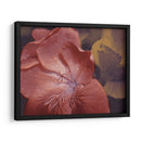 Geraniums De Jardín Ii - W. Rutledge | Cuadro decorativo de Canvas Lab