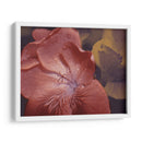 Geraniums De Jardín Ii - W. Rutledge | Cuadro decorativo de Canvas Lab