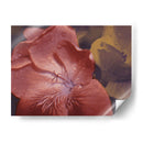 Geraniums De Jardín Ii - W. Rutledge | Cuadro decorativo de Canvas Lab