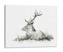 Stag Recumente Ii - W. Rutledge | Cuadro decorativo de Canvas Lab