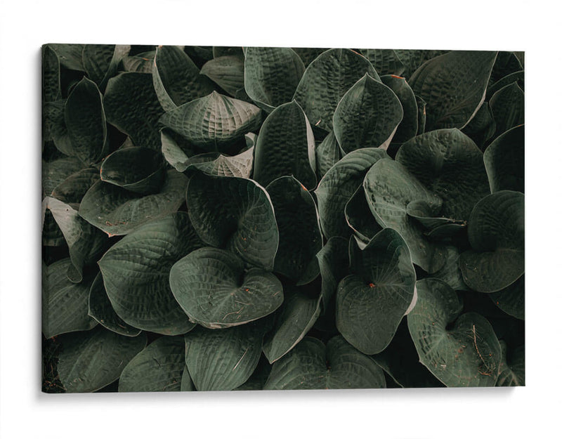 Hojas juntas | Cuadro decorativo de Canvas Lab