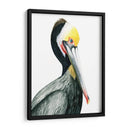 Acuarela Pelícano I - Grace Popp | Cuadro decorativo de Canvas Lab