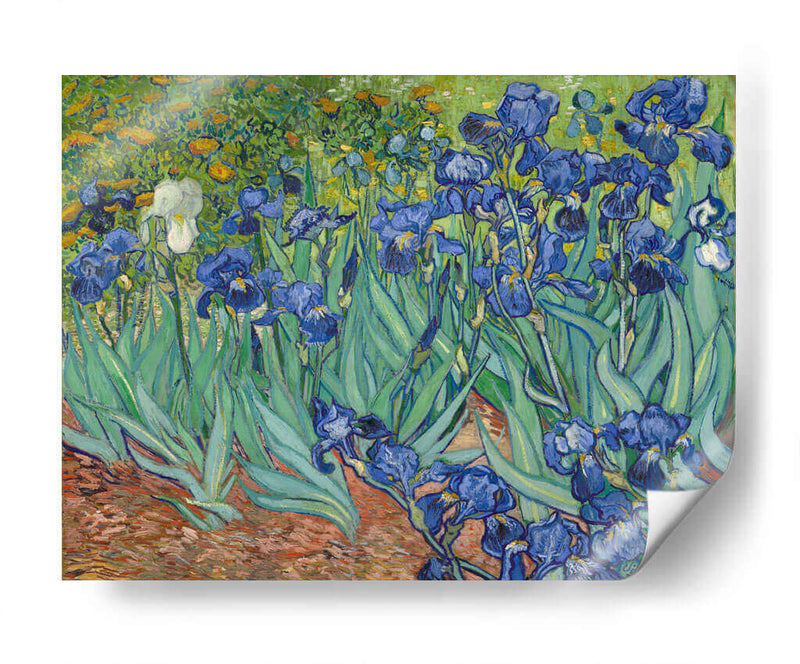 Lirios - Vincent Van Gogh | Cuadro decorativo de Canvas Lab