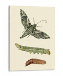 Transformación De Mariposa I | Cuadro decorativo de Canvas Lab