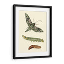 Transformación De Mariposa I | Cuadro decorativo de Canvas Lab