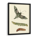 Transformación De Mariposa I | Cuadro decorativo de Canvas Lab