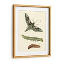 Transformación De Mariposa I | Cuadro decorativo de Canvas Lab