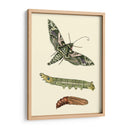 Transformación De Mariposa I | Cuadro decorativo de Canvas Lab