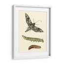 Transformación De Mariposa I | Cuadro decorativo de Canvas Lab