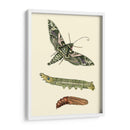 Transformación De Mariposa I | Cuadro decorativo de Canvas Lab