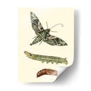 Transformación De Mariposa I | Cuadro decorativo de Canvas Lab