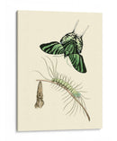 Transformación De Mariposa Ii | Cuadro decorativo de Canvas Lab