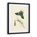 Transformación De Mariposa Ii | Cuadro decorativo de Canvas Lab