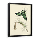 Transformación De Mariposa Ii | Cuadro decorativo de Canvas Lab