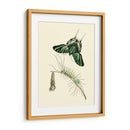 Transformación De Mariposa Ii | Cuadro decorativo de Canvas Lab