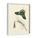 Transformación De Mariposa Ii | Cuadro decorativo de Canvas Lab