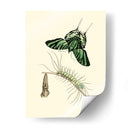 Transformación De Mariposa Ii | Cuadro decorativo de Canvas Lab