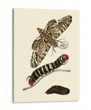 Transformación De Mariposa Iii | Cuadro decorativo de Canvas Lab