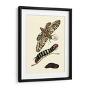 Transformación De Mariposa Iii | Cuadro decorativo de Canvas Lab