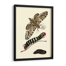 Transformación De Mariposa Iii | Cuadro decorativo de Canvas Lab